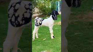 The Most Unique Goat in the World 😲🐐