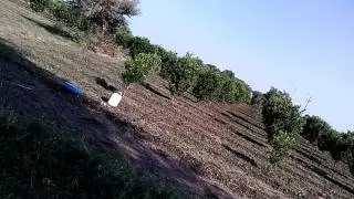 संतरे का बगीचा part-2