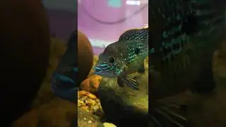 Green terror aka neon acara is a variety of cichlid fish । Monster cichlid tank
