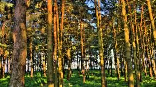 A&scaron; nusieisiu į žalią girią.wmv