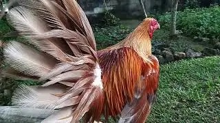 Ang  munting  manokan  sa  Probinsya  