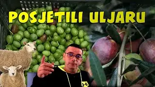 Sezona berbe maslina (za ulje i soljenje)