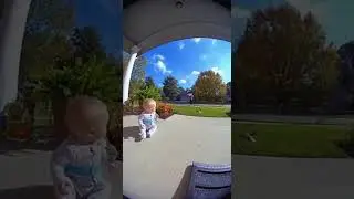 Cat Saves The Day From Above!