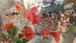 Tarrice garden fruit plant flower plant