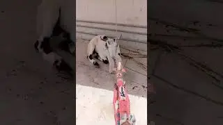 goat reaction at wheely stunt🐐🐐