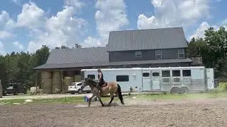Buckskin Draft Cross