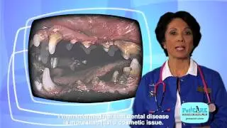 PetCARE TV - Dental Second Opinion