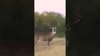 Difference between a good buck and a TROPHY!