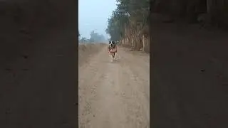 #dog #pitbull #loyalty #love #nature #subscribe #viral #views #viralvideo #viralshorts #sound #god