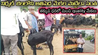 నిర్మల్ జిల్లాలో మేకల పొట్టేళ్ల అతిపెద్ద సంత || Sheep and Goat market kaluru Bhainsa|@farmerstory454