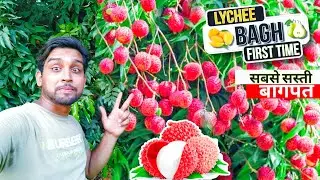 lychee का बाग  first time blog लीची plants | baghpat uttar Pradesh