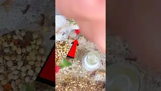 Cleaning my Florida harvester ant outworld
