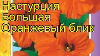 Настурция большая Оранжевый блик. Обзор tropaeolum majus, tropaeolum x cultorum Oranzhevyy blik