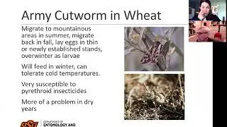OSU Extension: Winter Wheat Management for Fall & Winter Pests