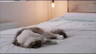 Organic Cotton Sheet Sets - EnvioHome