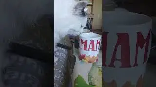 КОТ ПЬЕТ С БОКАЛА