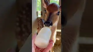 The baby deer was attacked by wolves. He rescued it.