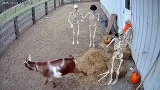 Finale: Hilarious Shock! CCTV Camera Captures Animals Scared of Halloween Decorations 🎃🐶