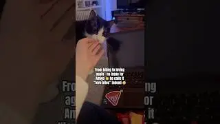 He Finds New Ways To Be A Silly Cat 😂