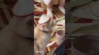 Lovely Cat in Hat Making Area #pet #cat #good #trending#craft  #youtubeshorts
