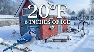 DANGEROUSLY COLD: 20&deg;F Bird Garden Tour on 6
