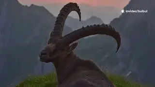GIRI XERE MINAS .FOLK  TALE OF IBEX