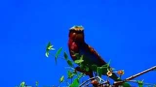 Unforgettable Wildlife Encounters at Samburu National Reserve