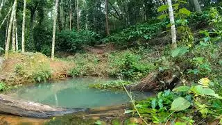 Sounds of Forest- Western Ghats