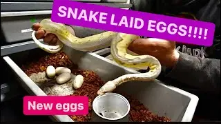 Ball Python Laid Eggs !!!