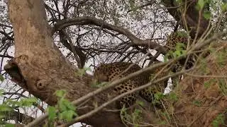 Leopard mating couple in Okavango Delta