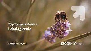 Domek do apiterapii na EkSocu 🐝