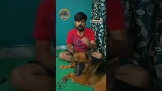 Can We feed Egg Yolk to Dogs ? are the good for dog #shorts #youtubeshorts #short #viral #trending