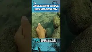 ENTRE AS FENDAS E ROCHAS SURGE UMA ENGUIA RARA #rio #mar #pesca #peixe #pescaria #natureza #fish