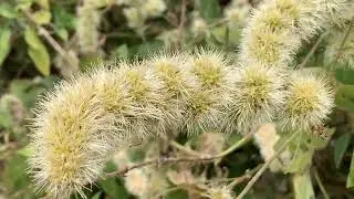 Cathla / Seel A Traditional Medicinal Herb of Pastures #video #viralvideo #viral 