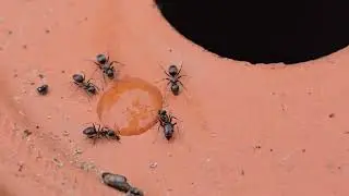Lasius brunneus am Zuckerwasser | Freilandhaltung | Antbaron