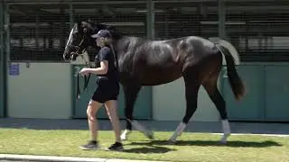 Lot 6 - Holy Roman Emperor (IRE) x Hitabrickwall