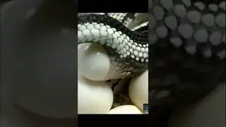 Ular Bertelur atau Melahirkan? Ini Faktanya!#wildanimals #exoticanimals #shorts #facts#shortvideo
