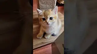 I can Look at Raspberry's Cuteness all Day