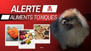 🐶 Quels sont les aliments mortels pour le chien ? 100% #pomeranian #chien #dog #dogs #alimentation