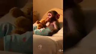This Monkey&rsquo;s Bedtime Routine Is Too Adorable 🐒💤