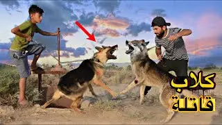 فلم قصير كلاب🐕قاتلة صارت عركة دمار شوف شصار😱(؛:#حيدرالنسر؛:)