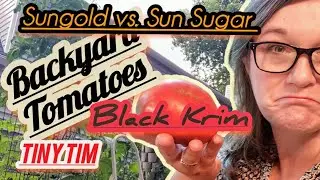 More Backyard Tomato Issues + Black Krim, Tiny Tim & Sungold vs. Sunsugar/Sun Sugar