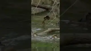 Ducklings swim in hurry
