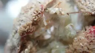 Hapalogaster cavicauda