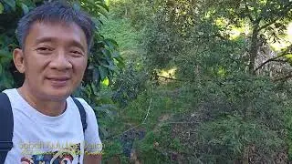 Sabah kiulu Lee Durian