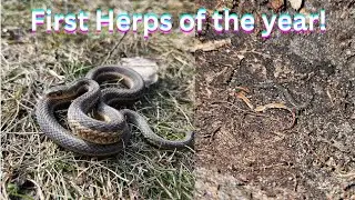 First Snake & Salamanders of The Year! Our Year Finally Begins
