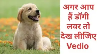 आप डॉगी लवर हैं तो देखिए वीडियो #dog #dogs #dogilover #sonpurmela2025 #doglife #dogvideos #bihar 