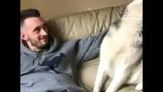 Adorable huskies | Versatile Buddy #doglove #animallove #huskies