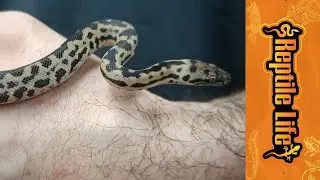 Snake Cage Heating and Lighting | Reptile Life