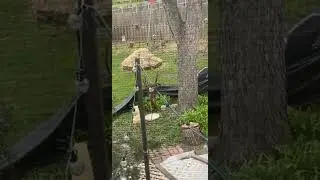 Bird on a electrical wire